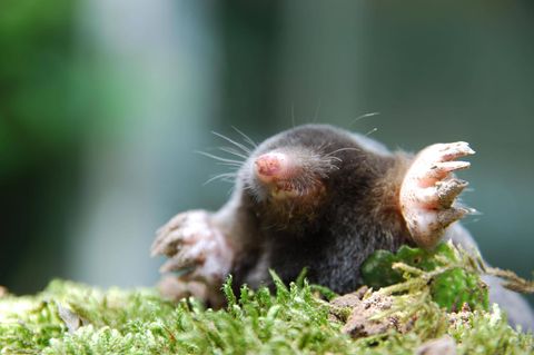 Gartentiere Maulwurf guckt aus der Erde