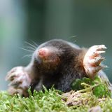 Gartentiere Maulwurf guckt aus der Erde