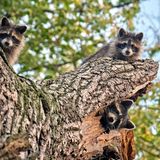 Gartentiere drei Waschbären sitzen auf einem Baum