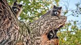 Gartentiere drei Waschbären sitzen auf einem Baum
