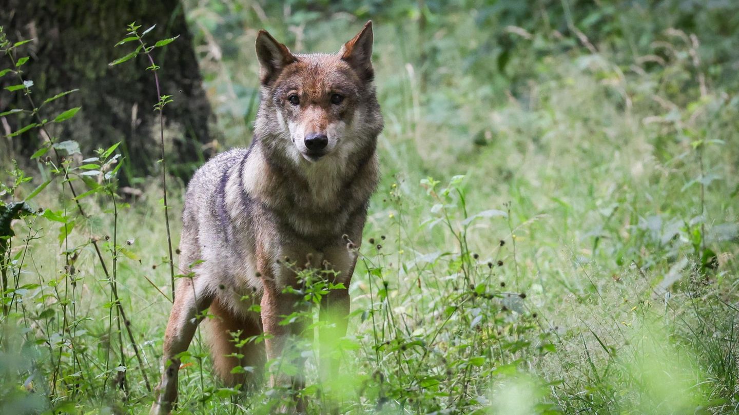 Wolf
