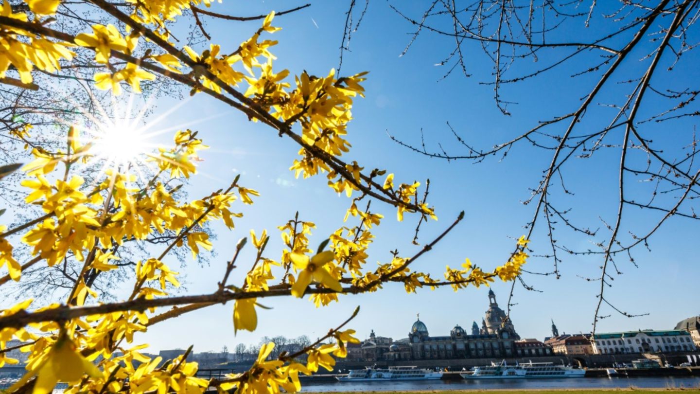 Blühende Sträucher an der Elbe in Dresden