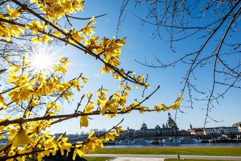 Blühende Sträucher an der Elbe in Dresden
