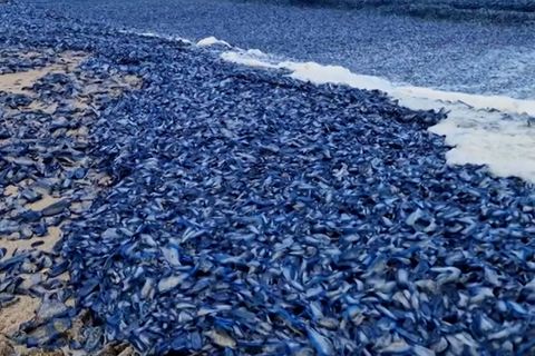 In Port de Sóller auf Mallorca sind am Wochenende mehrere Millionen Segelquallen angespült worden. Das kommt zuletzt häufiger vor – vermutlich aus einem besonderen Grund.     