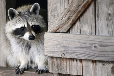 Waschbär