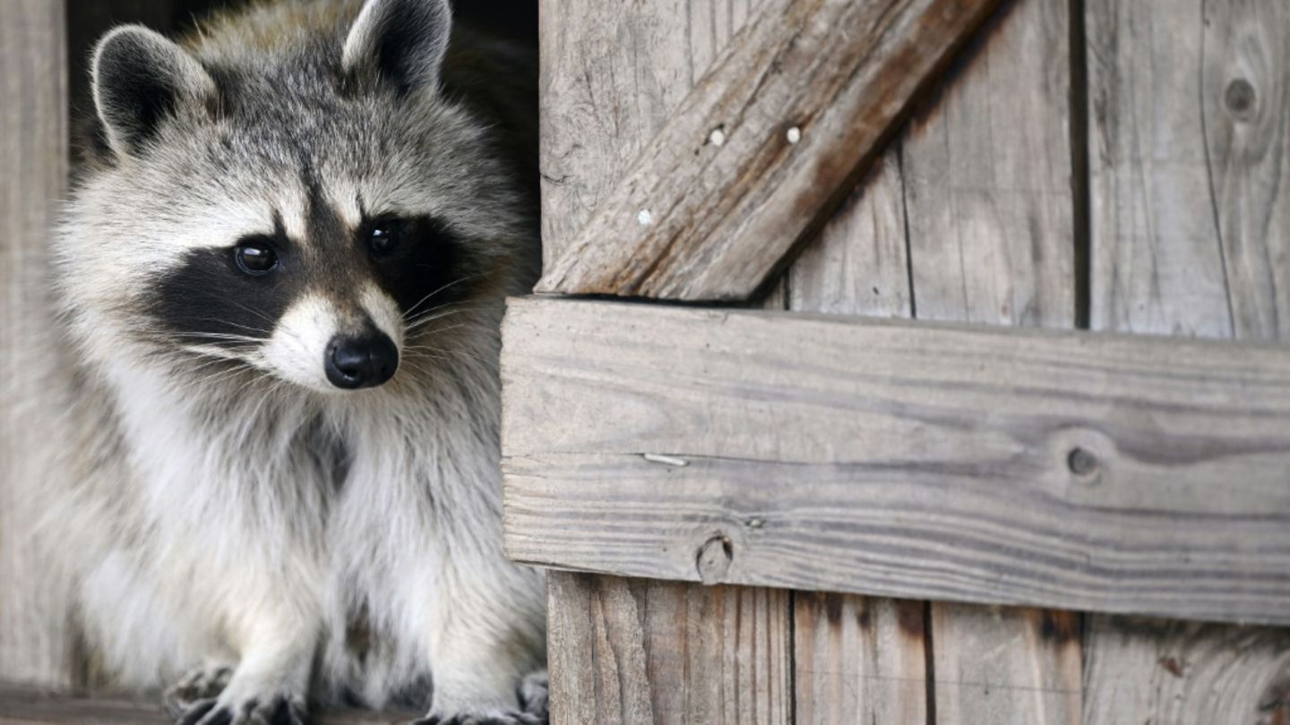 Waschbär