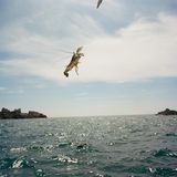 Entspricht nicht den erlaubten Maßen: Ein Hummer wird zurück ins Meer befördert und bekommt eine zweite Chance