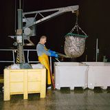 Volle Ladung: Ein Fischer zieht den Fang an Bord