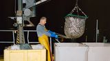 Volle Ladung: Ein Fischer zieht den Fang an Bord