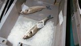 Der Seebarsch Julie wird in der Fotoserie bei seiner Reise vom Meer auf den Teller begleitet. Das soll die Distanz zwischen Mensch und Natur abbauen und entanonymisieren