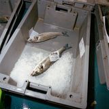 Der Seebarsch Julie wird in der Fotoserie bei seiner Reise vom Meer auf den Teller begleitet. Das soll die Distanz zwischen Mensch und Natur abbauen und entanonymisieren