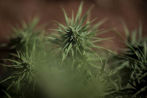 Eine Cannabis-Pflanze