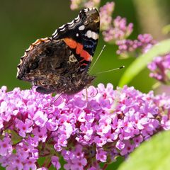 Schmetterlingsflieder schneiden: Schmetterling sitzt auf einer violetten Rispe