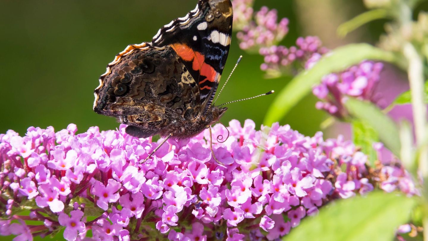 Schmetterlingsflieder schneiden: Schmetterling sitzt auf einer violetten Rispe