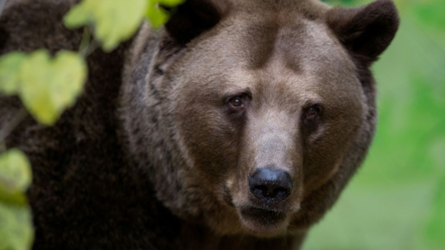 Ein Braunbär im Zoo in Bratislava in der Slowakei