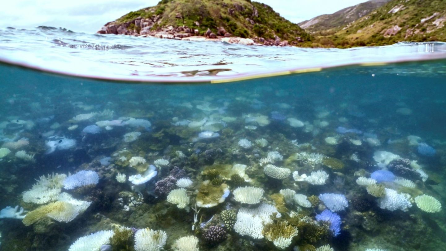 Korallenbleiche in Australien
