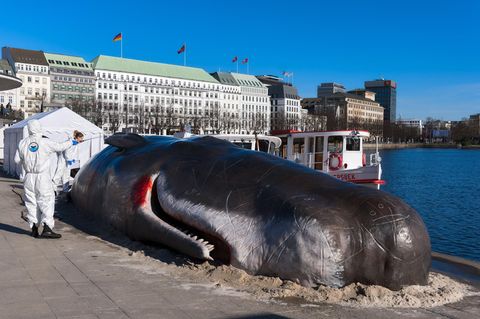 Eine meterlange Pottwal-Attrappe liegt am Hamburger Jungfernstieg