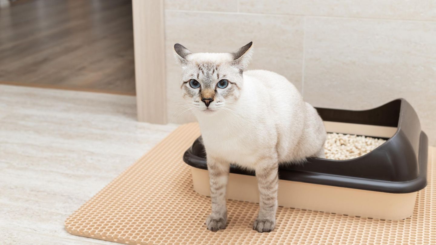 Cat Litter Mat: Bu belgeler daha fazla dağılım yakalar