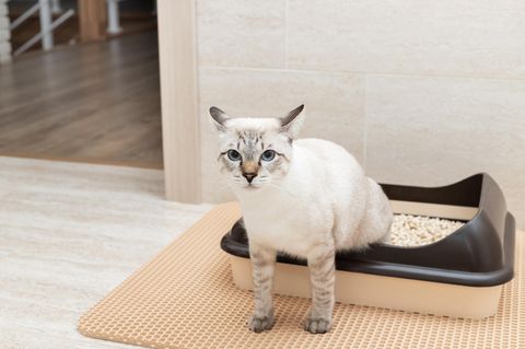 Lustige Tabby-Katze, die in der Katzentoilette sitzt und in die Kamera schaut