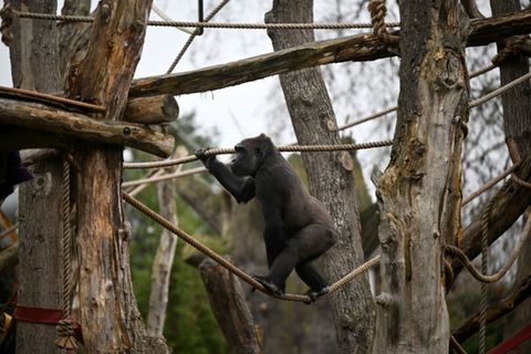 Westlicher Flachlandgorilla im Londoner Zoo (Symbolbild)