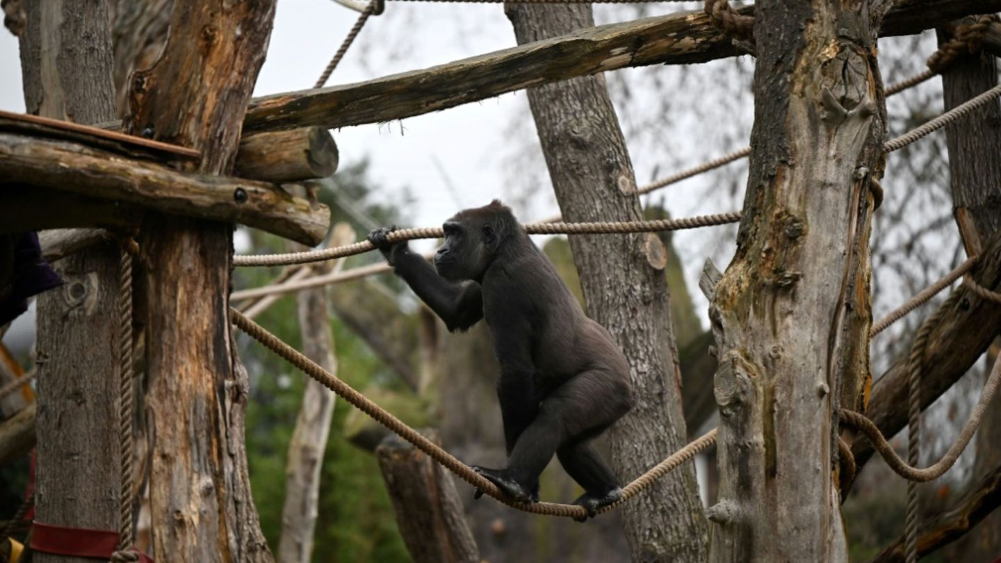 Westlicher Flachlandgorilla im Londoner Zoo (Symbolbild)