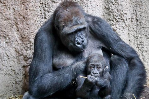 Gorillas im Leipziger Zoo: Im Jahr 2018 brachte Weibchen Kibara Tochter Kianga zur Welt