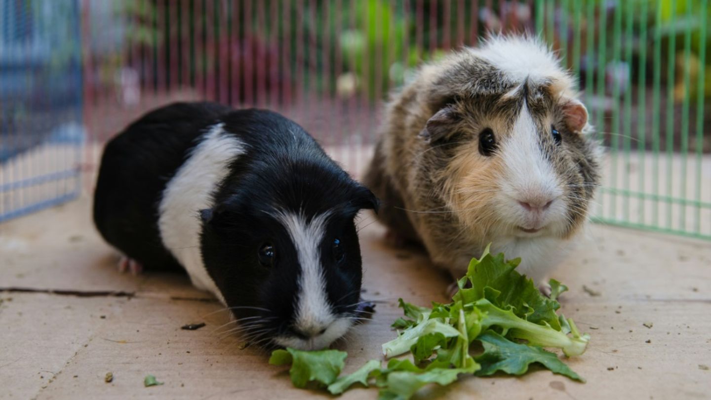 Meerschweinchen in kalifornischem San Diego