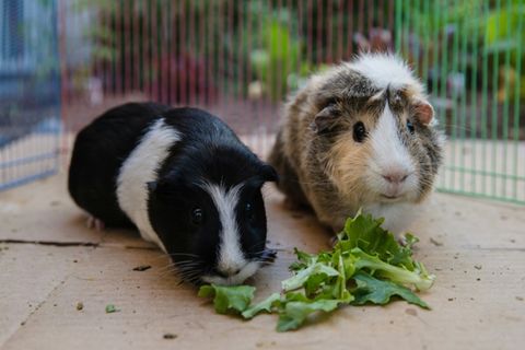 Meerschweinchen in kalifornischem San Diego