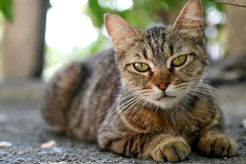 Katze