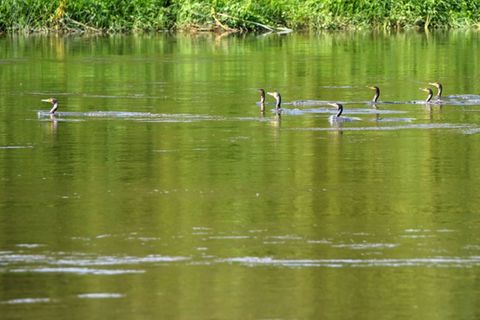 Mosel bei Argancy
