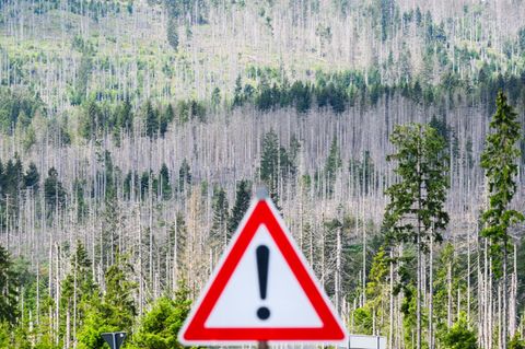 Ein vom Borkenkäfer zerstörter Fichtenwald steht im Nationalpark Harz