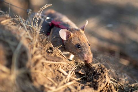 Eine Ratte im Sucheinsatz