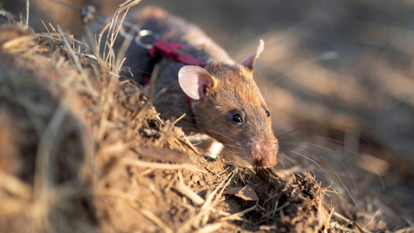 Eine Ratte im Sucheinsatz