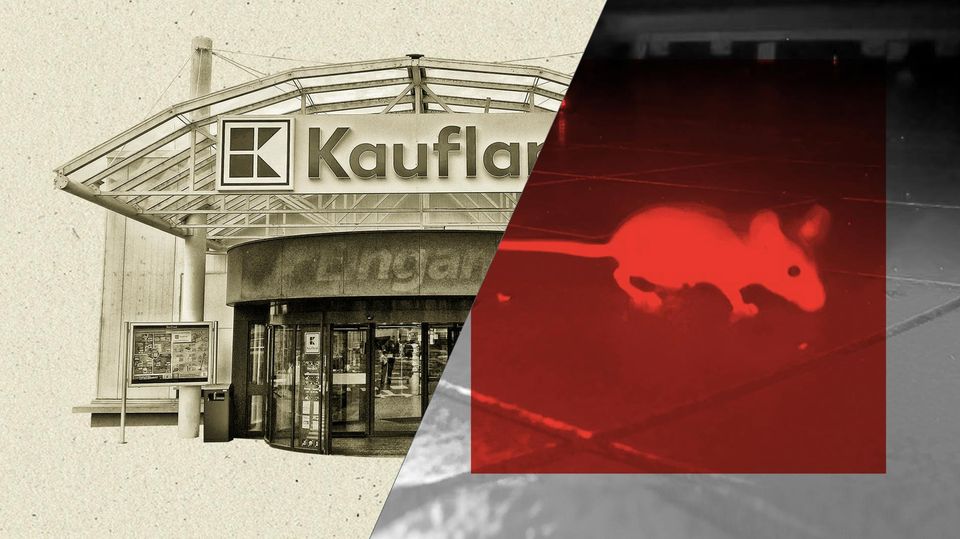 Eine Maus in einem Kaufland Eine Maus in einem Kaufland