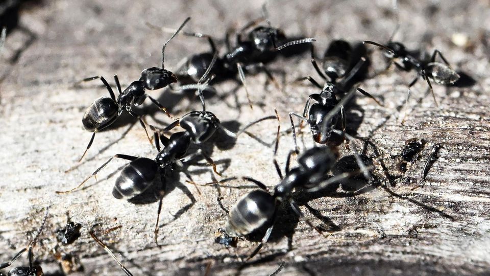 Invasive Ameisen-Massen überrennen Orte in Deutschland