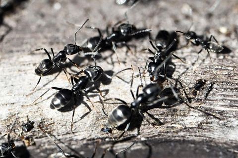Invasive Ameisen-Massen überrennen Orte in Deutschland