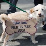 Proteste gegen Donald Trump