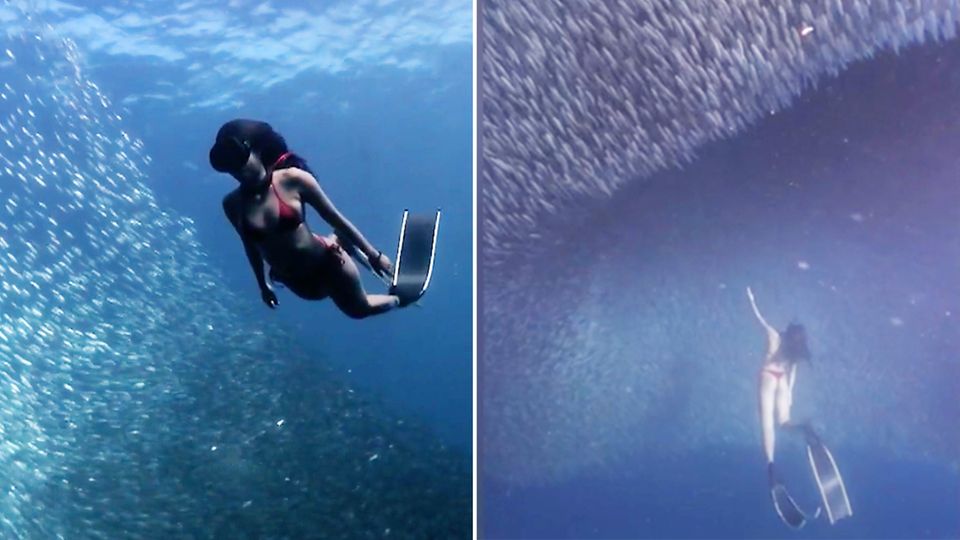 Philippinen: Fischschwarm bildet faszinierendes "Portal" für Taucherin