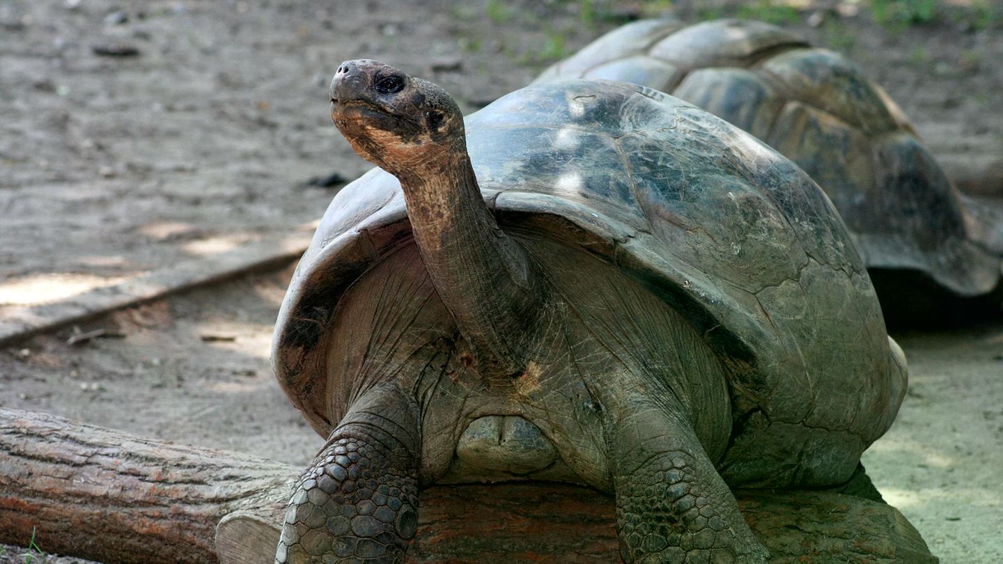 Galapagos-Schildkröte Mommy im Zoo von Philadelphia