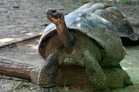 Galapagos-Schildkröte Mommy im Zoo von Philadelphia