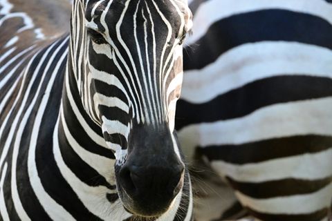 Zebras in einem Zoo