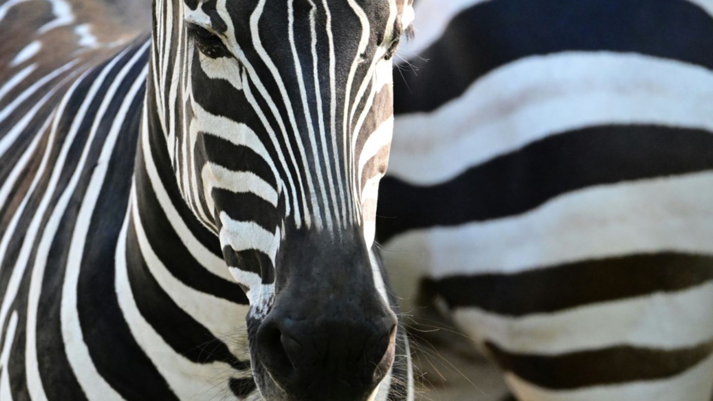 Zebras in einem Zoo