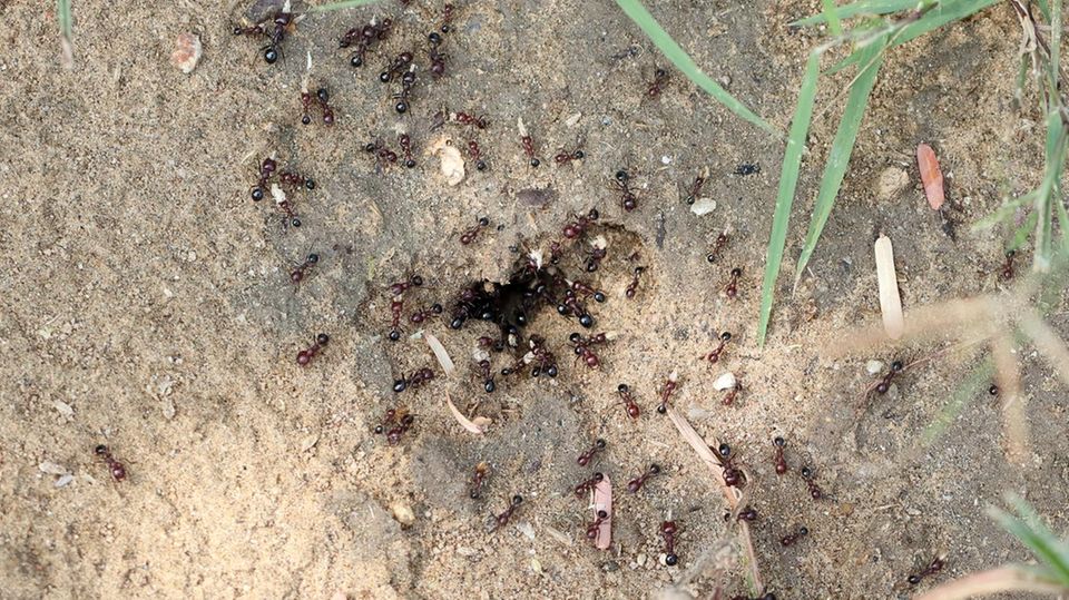 Überall Ameisen im Hochbeet? So vertreiben Sie die Tiere effektiv