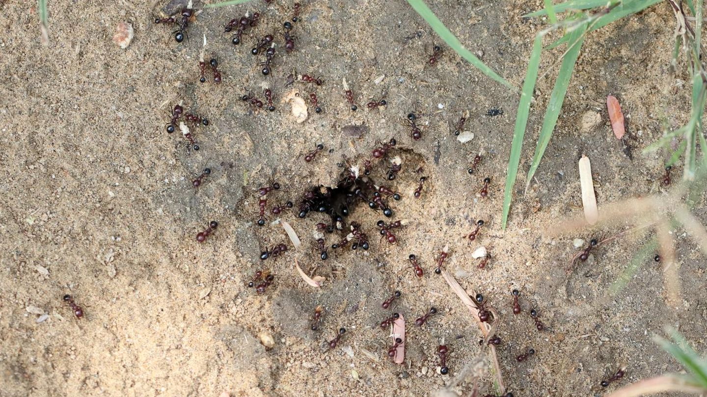 Überall Ameisen im Hochbeet? So vertreiben Sie die Tiere effektiv