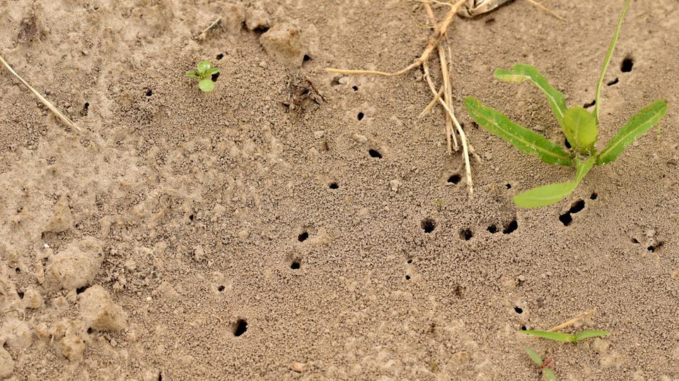 Verschieden große Ameisenhügel