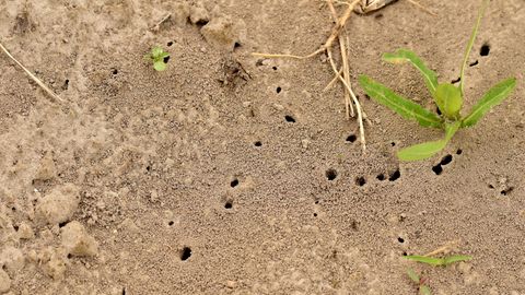 Überall Ameisen im Hochbeet? So vertreiben Sie die Tiere effektiv