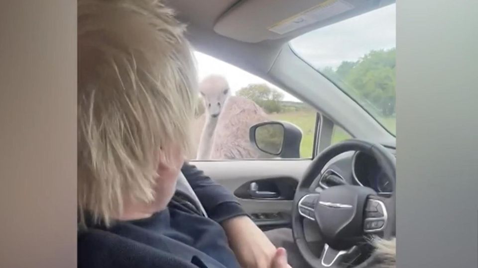 Auf Video: Britischer Ex-Premierminister von Strauß attackiert Beim Familienurlaub in Texas wurde der ehemalige britische Premierminister von einem Strauß angegriffen. Johnson fuhr am Steuer mit seiner Familie durch einen Safaripark.