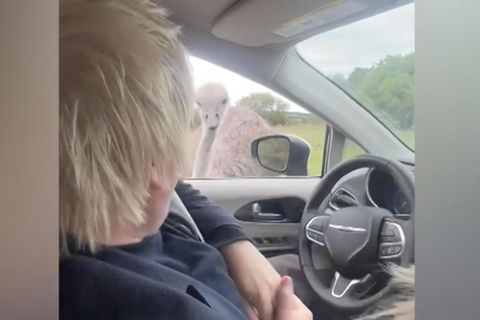 Beim Familienurlaub in Texas wurde der ehemalige britische Premierminister von einem Strauß angegriffen. Johnson fuhr am Steuer mit seiner Familie durch einen Safaripark.