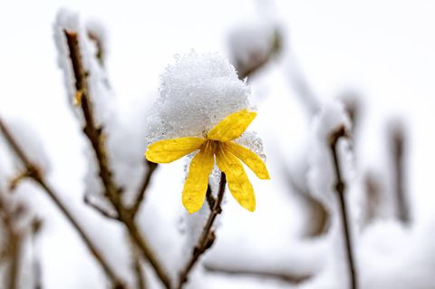 Eisheilige: Eine Forsythie im Frost