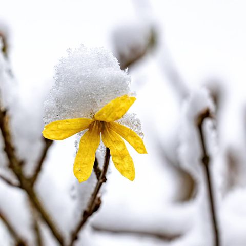 Eisheilige: Eine Forsythie im Frost